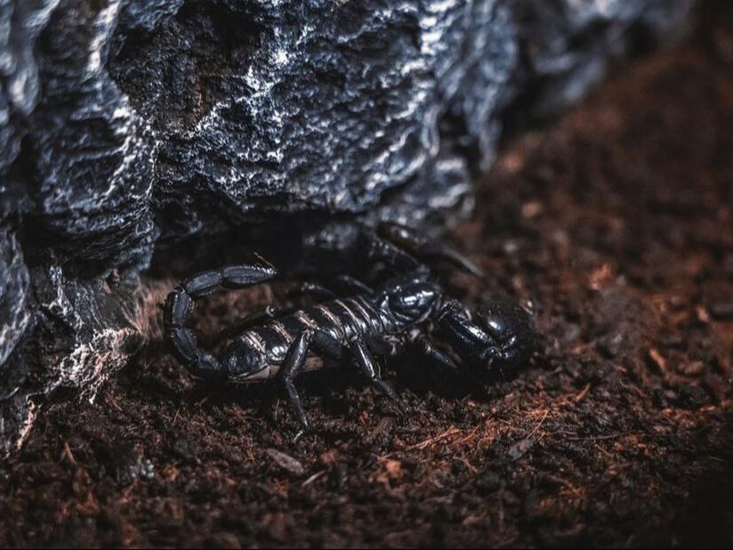 Um escorpião preto quase camuflado entre a tera castanha escura e uma rocha negra.