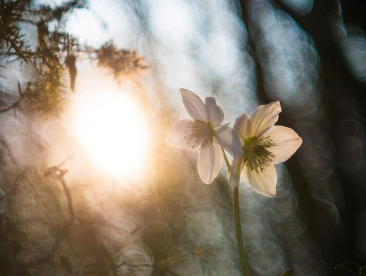 Fotografia de duas flores brancas num bosque. Ao fundo à esquerda vê-se um clarão de luz que rompe a vegetação densa da floresta. A imagem tem contrastes fortes.